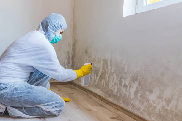Licensed Black Mold Removal service in Richmond, VA - WQB Mold Removal