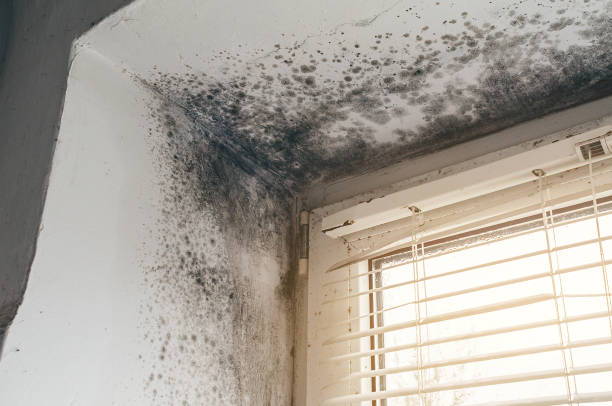 Affordable Black Mold Removal solutions in Richmond, VA