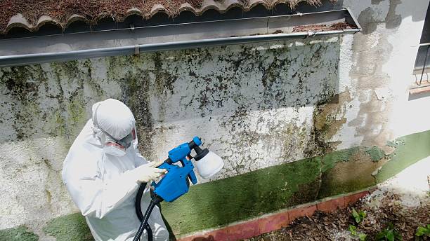 Top rated local Black Mold Removal specialists in Richmond, VA